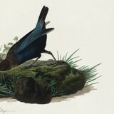 Poster about the Brown-headed Cowherd, based on an old engraving from 1827.