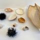 Collection de coquillages