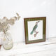 Engraving parrot the acari koulik female jacques barraband