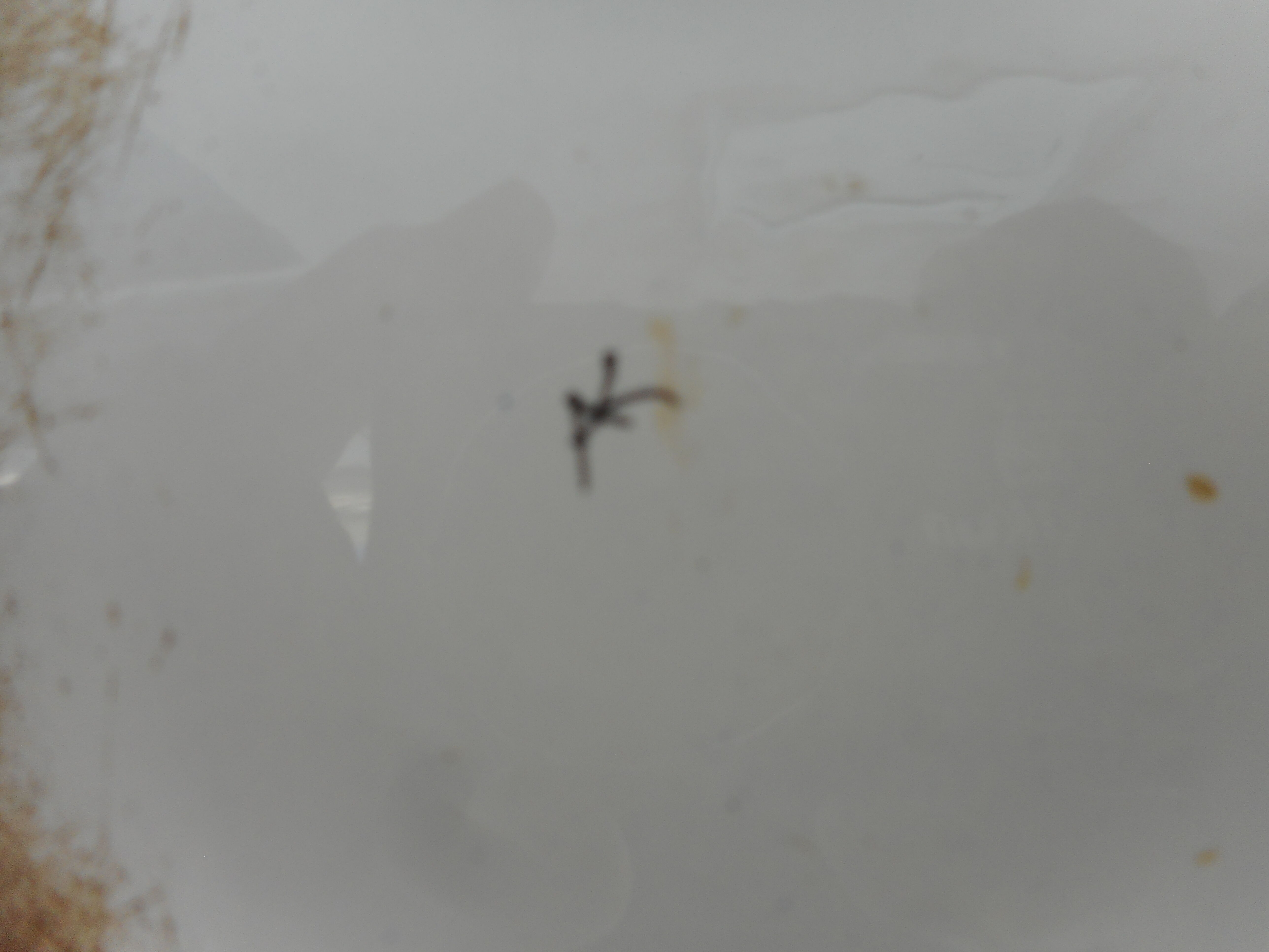 Ancient plate in earthenware