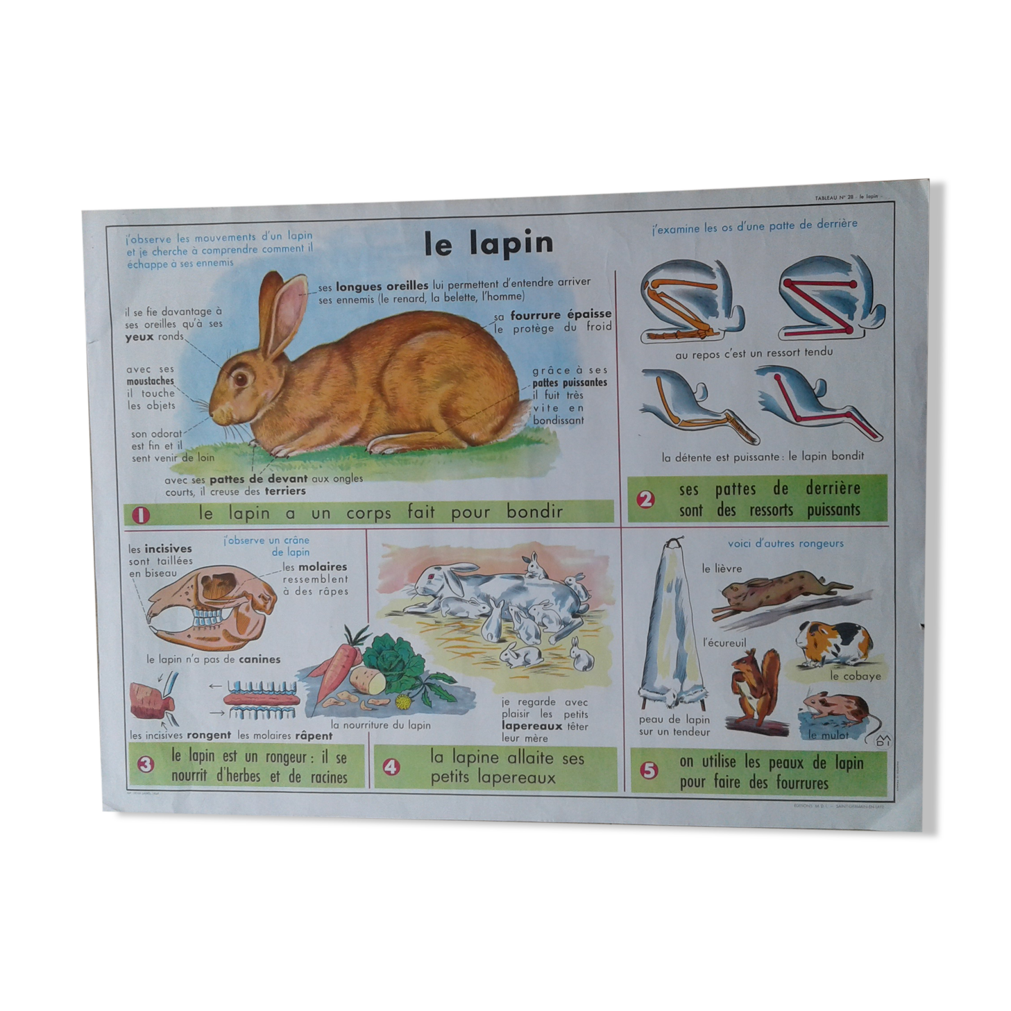 School poster rabbit and clay