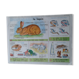 School poster rabbit and clay