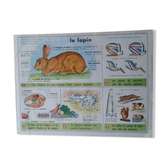School poster rabbit and clay