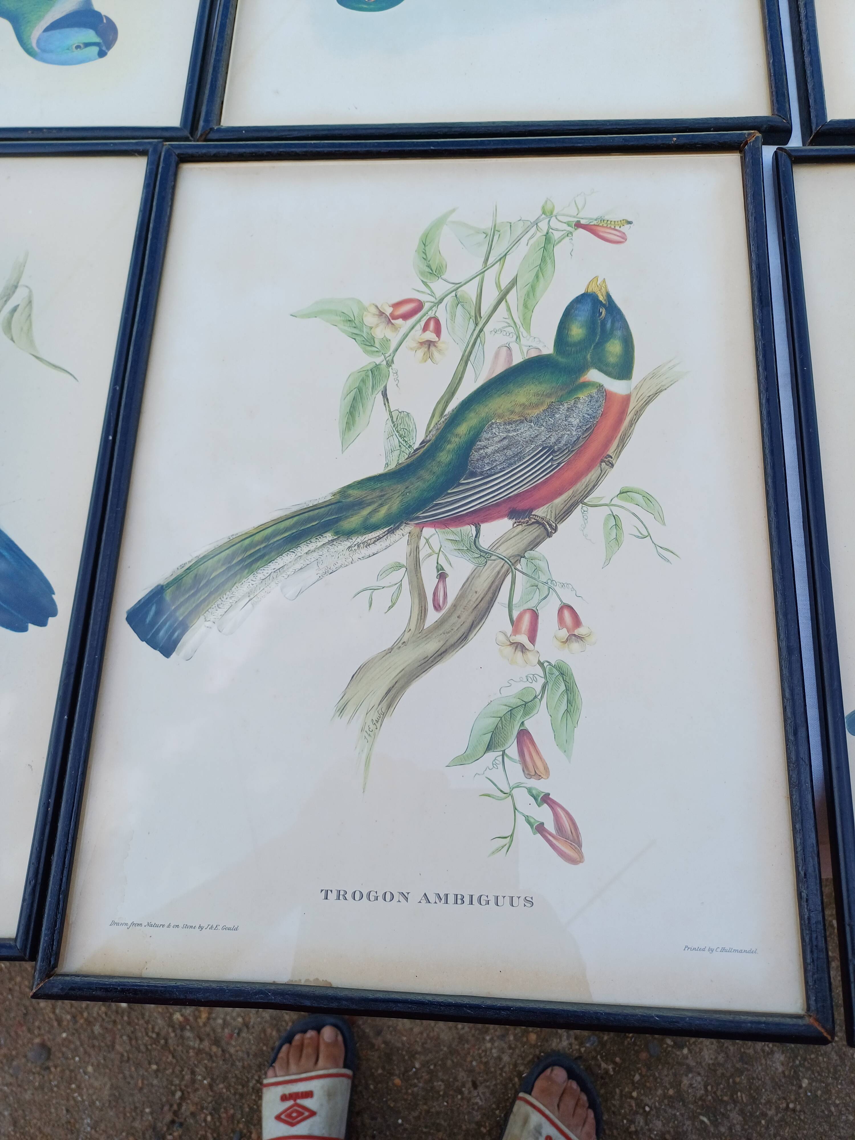 12 Lithographs “Birds of the World”