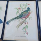 12 Lithographs “Birds of the World”