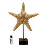 Beautiful old natural starfish on marble base shell curio cabinet