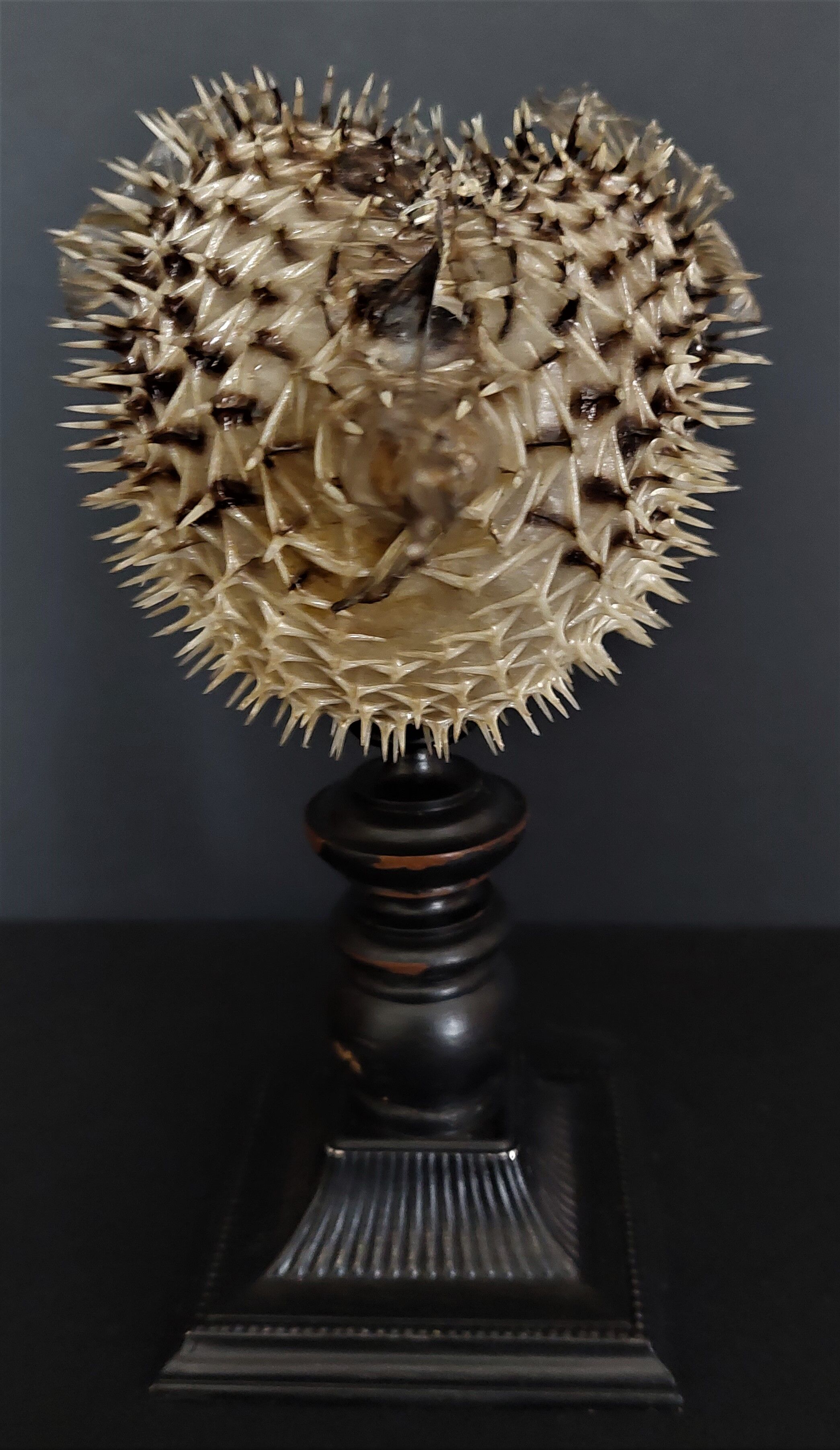 Naturalized fish diodon holocanthus on base