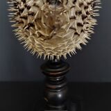 Naturalized fish diodon holocanthus on base