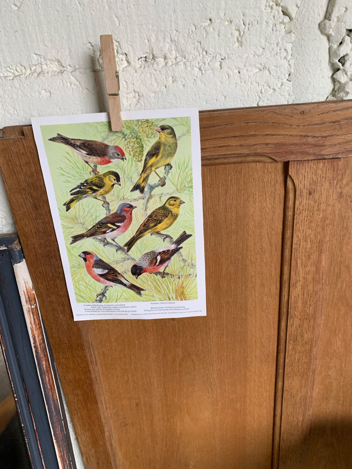 Affichette "Les Oiseaux du Monde" - 1968