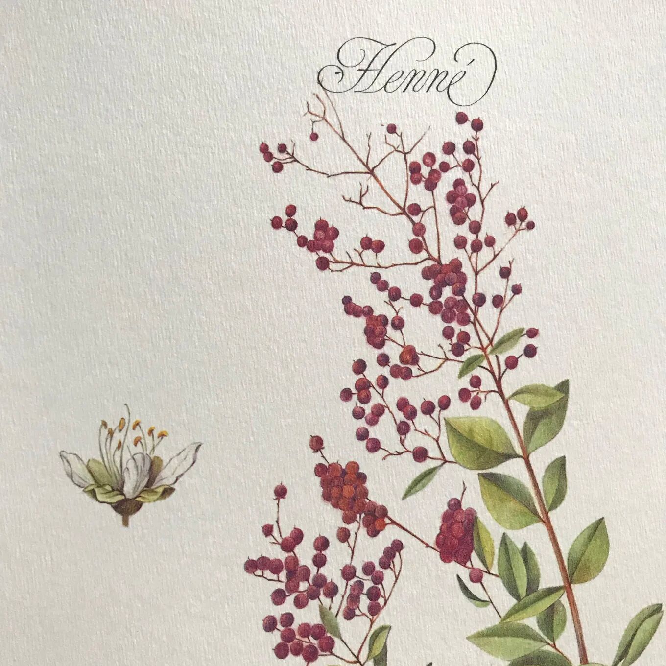 Botanical plate henna