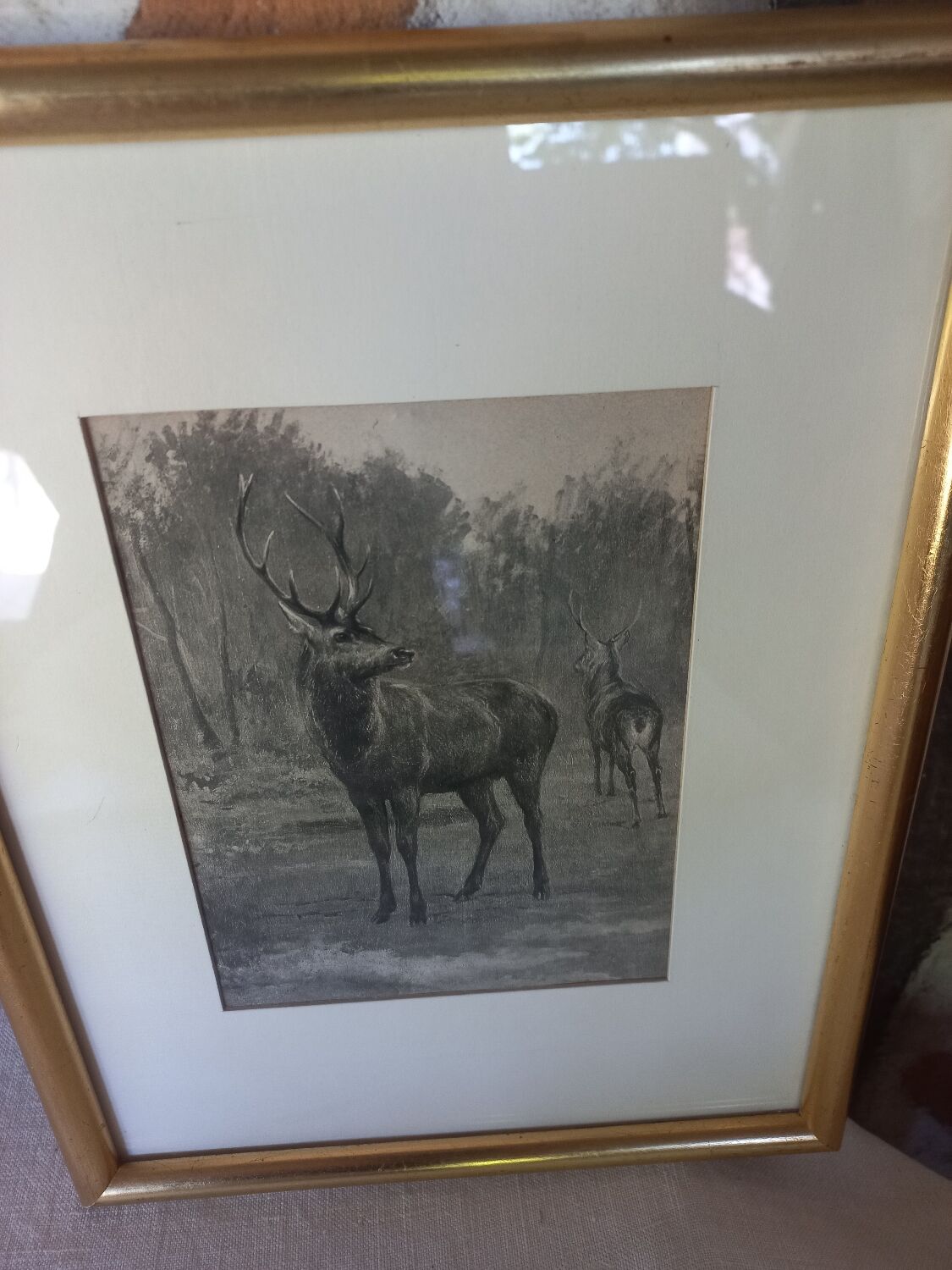 Antique engraving framed two deer in the forest