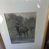 Antique engraving framed two deer in the forest
