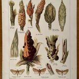 Lithograph on corn from 1921