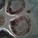 6 plates of oysters faience of Saint Amand