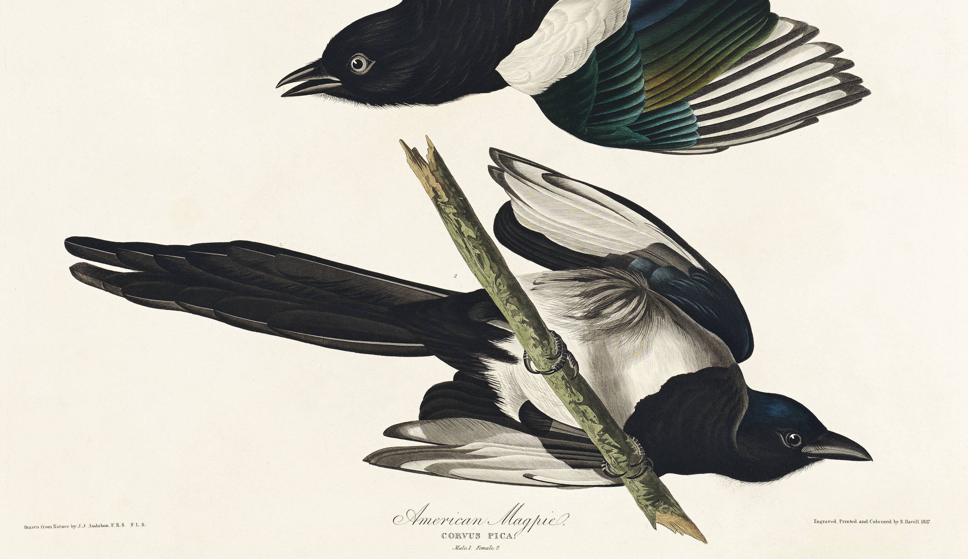 Poster about the American Magpie, based on an old engraving from 1827.