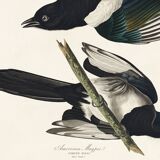 Poster about the American Magpie, based on an old engraving from 1827.