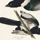 Poster about the American Magpie, based on an old engraving from 1827.