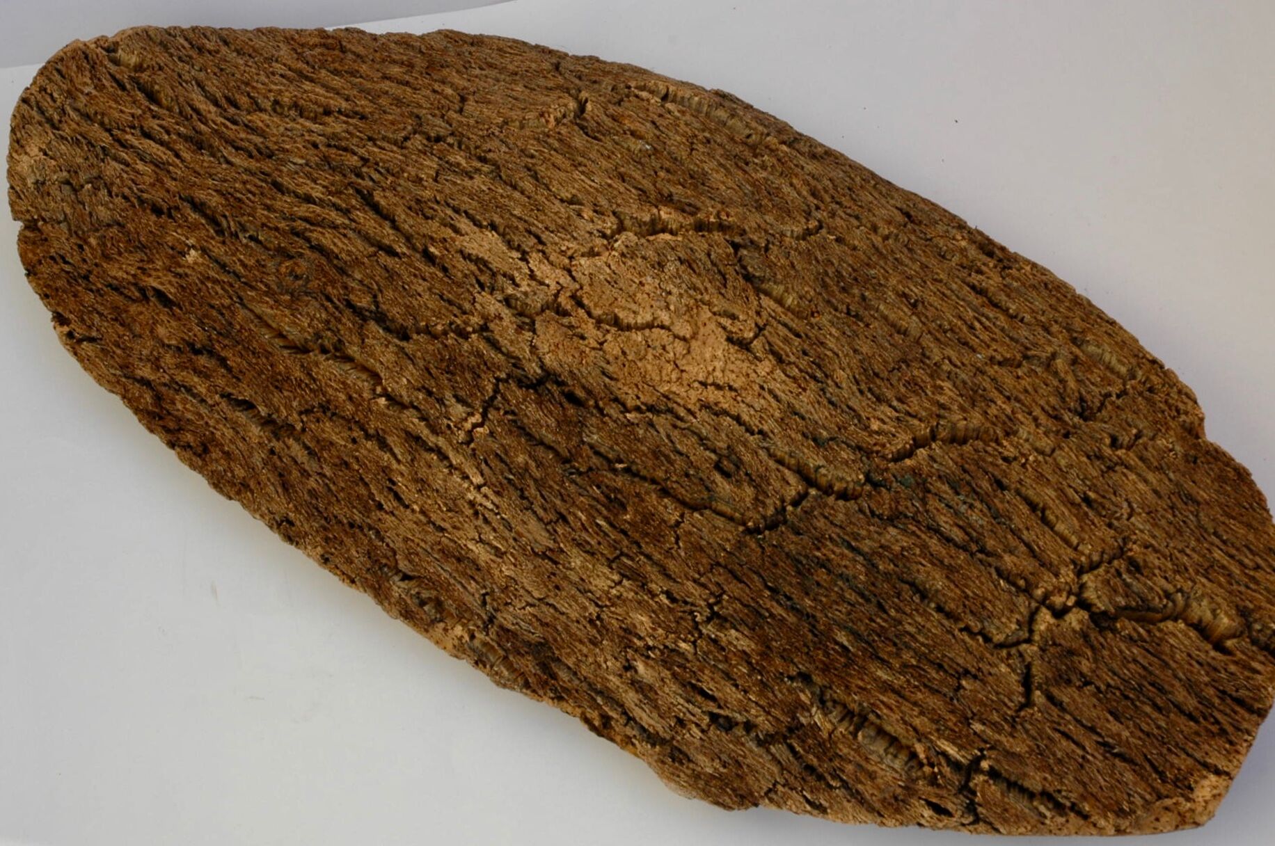 Fruit cut in bark 59x29cm