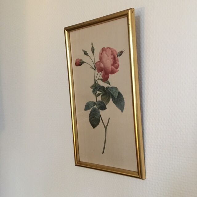 Planche botanique encadrée avec rose
