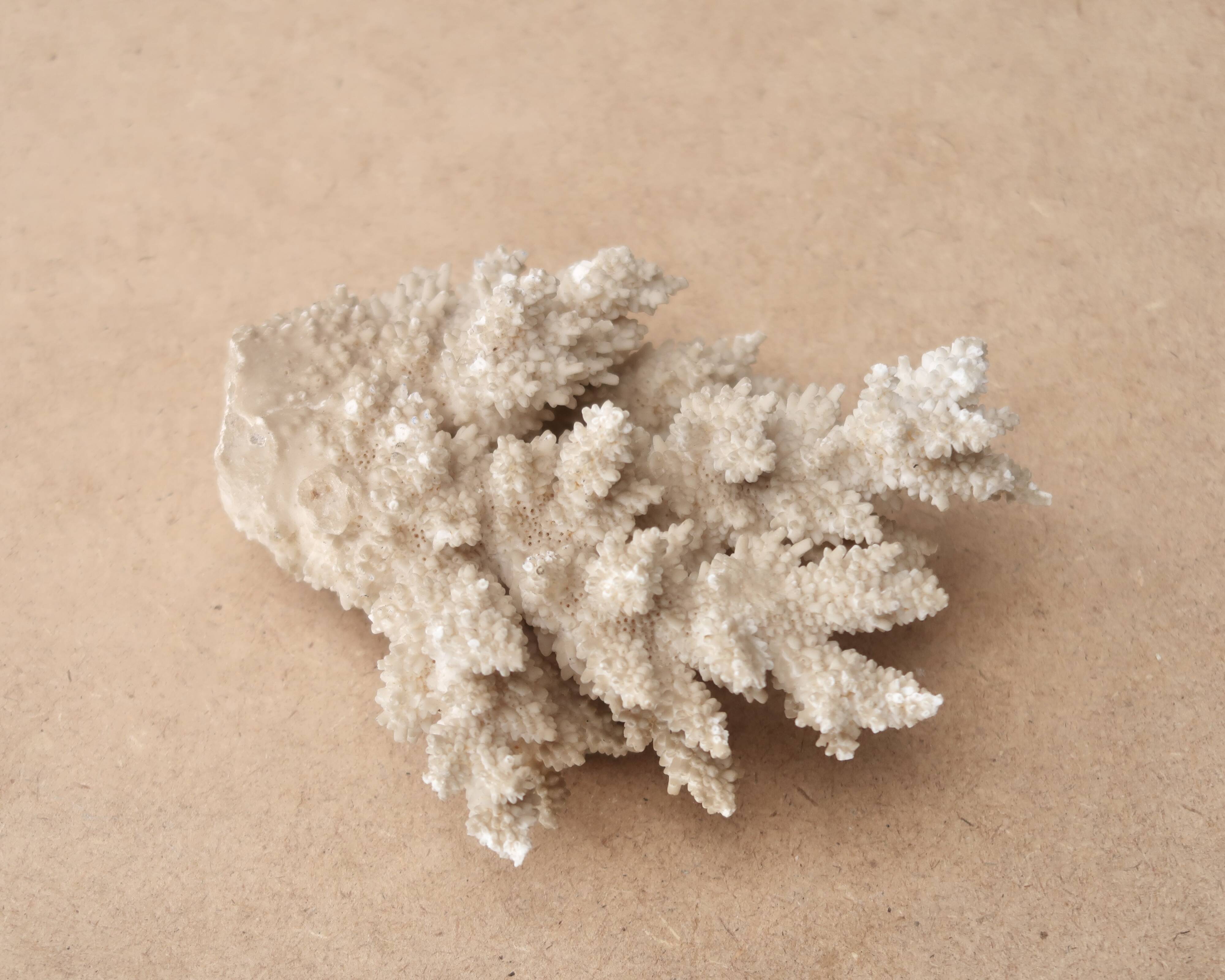 White coral, 50s