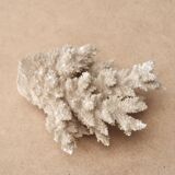 White coral, 50s