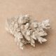 White coral, 50s