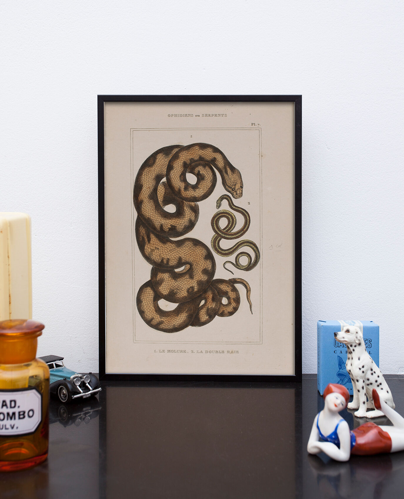 Lithography engraving vintage snake - Buffon 1850