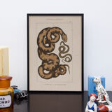 Lithography engraving vintage snake - Buffon 1850