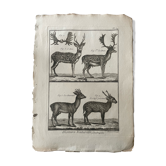 Engraving Old Book XVIIIth Buffon, Bonnaterre, Natural History, Quadrupeds, Mammals