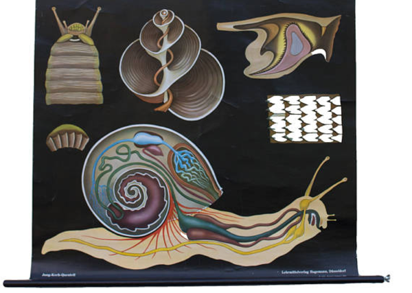 Affiche de l’école de Jung-Koch-Quentell, limace, 1959