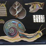 Poster of the Jung-Koch-Quentell School, slug, 1959