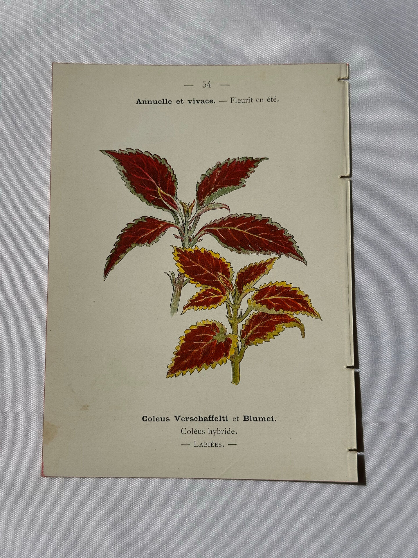 🌿 Botanical Plate Old Naturalist Engraving 19th Century Double-Sided