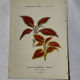 🌿 Botanical Plate Old Naturalist Engraving 19th Century Double-Sided