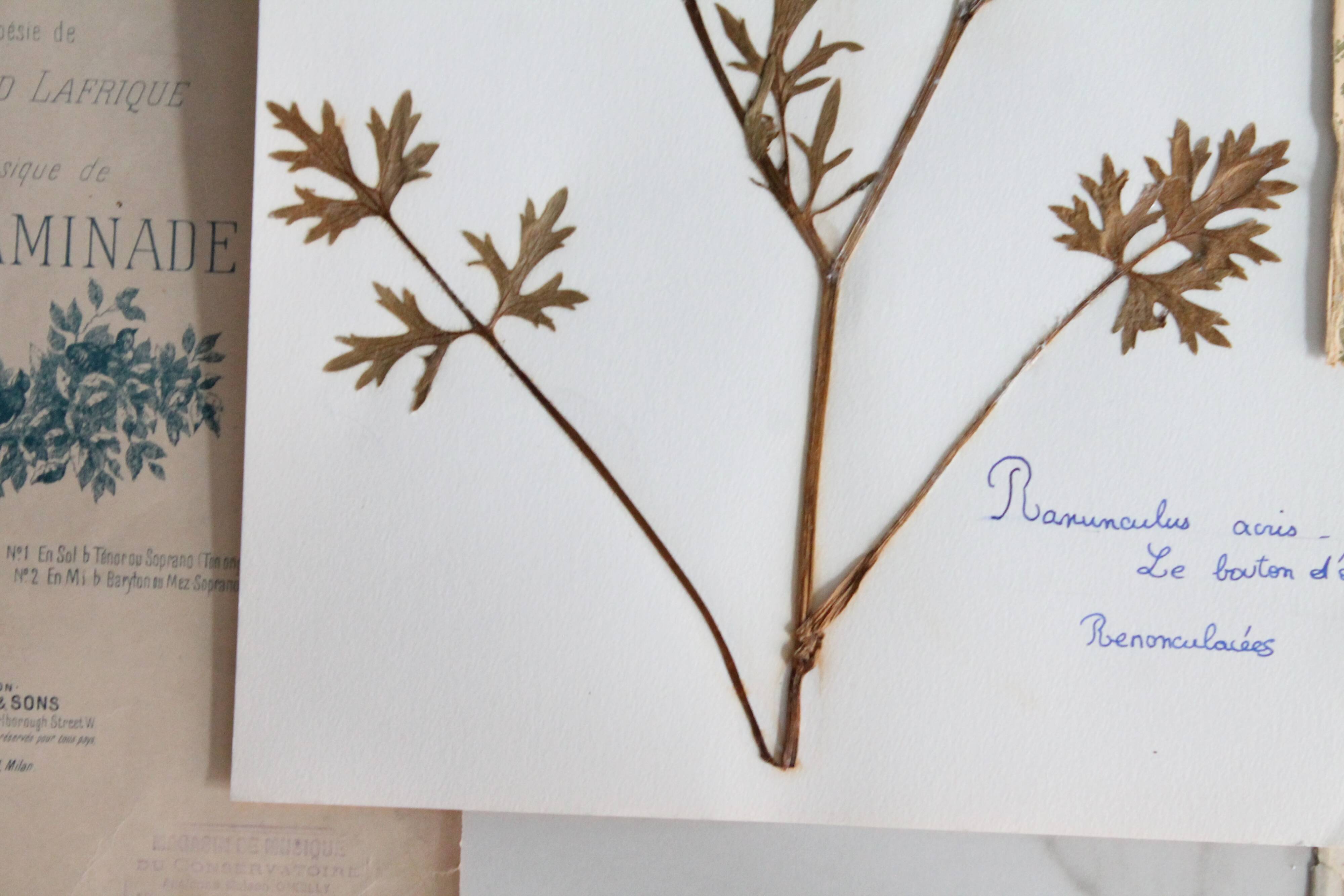 Old French botanical plate – Pressed plant (Buttercup) Format