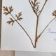 Old French botanical plate – Pressed plant (Buttercup) Format