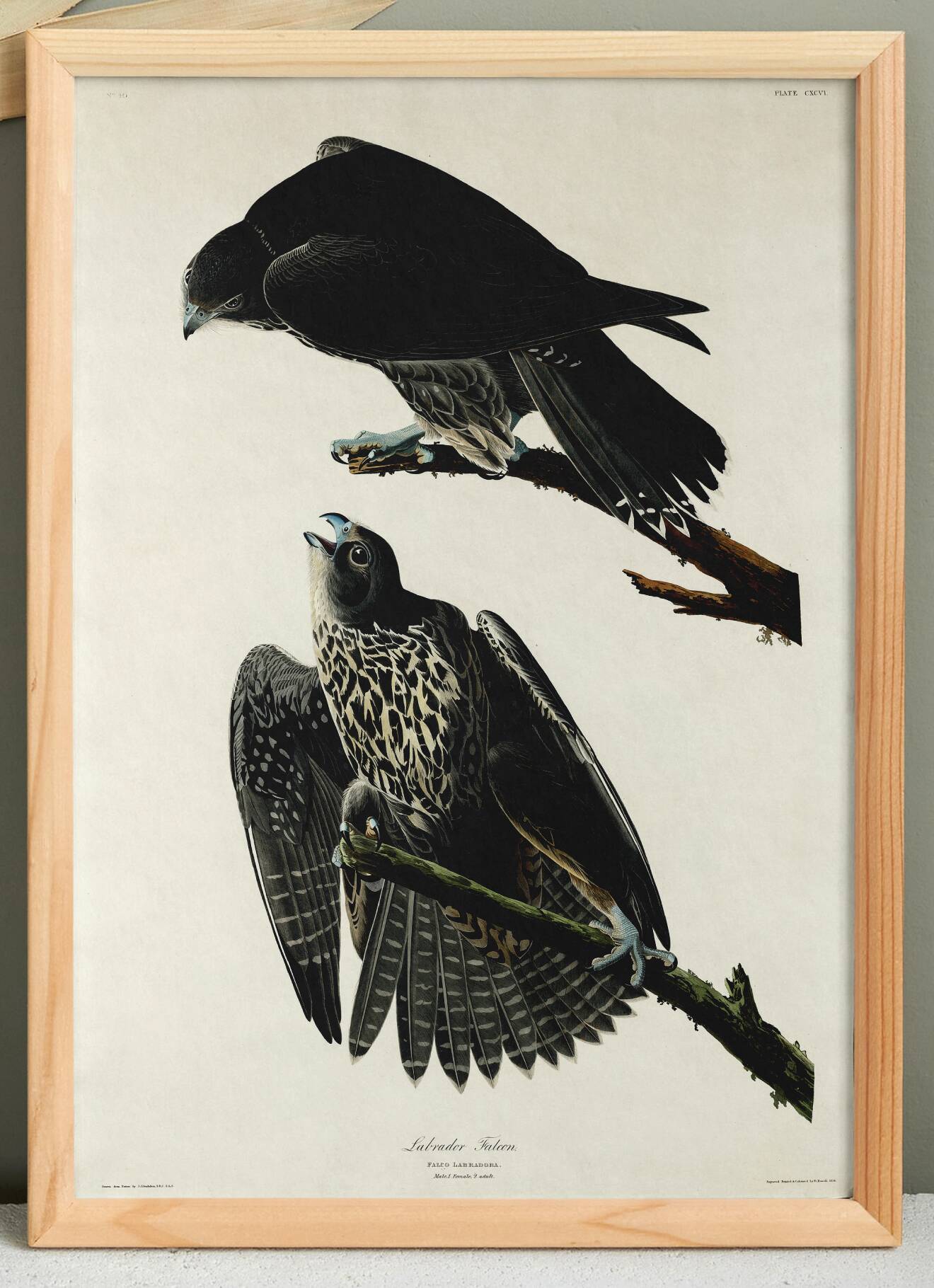 Poster about the Peregrine Falcon, based on an old engraving from 1827.