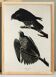 Poster about the Peregrine Falcon, based on an old engraving from 1827.