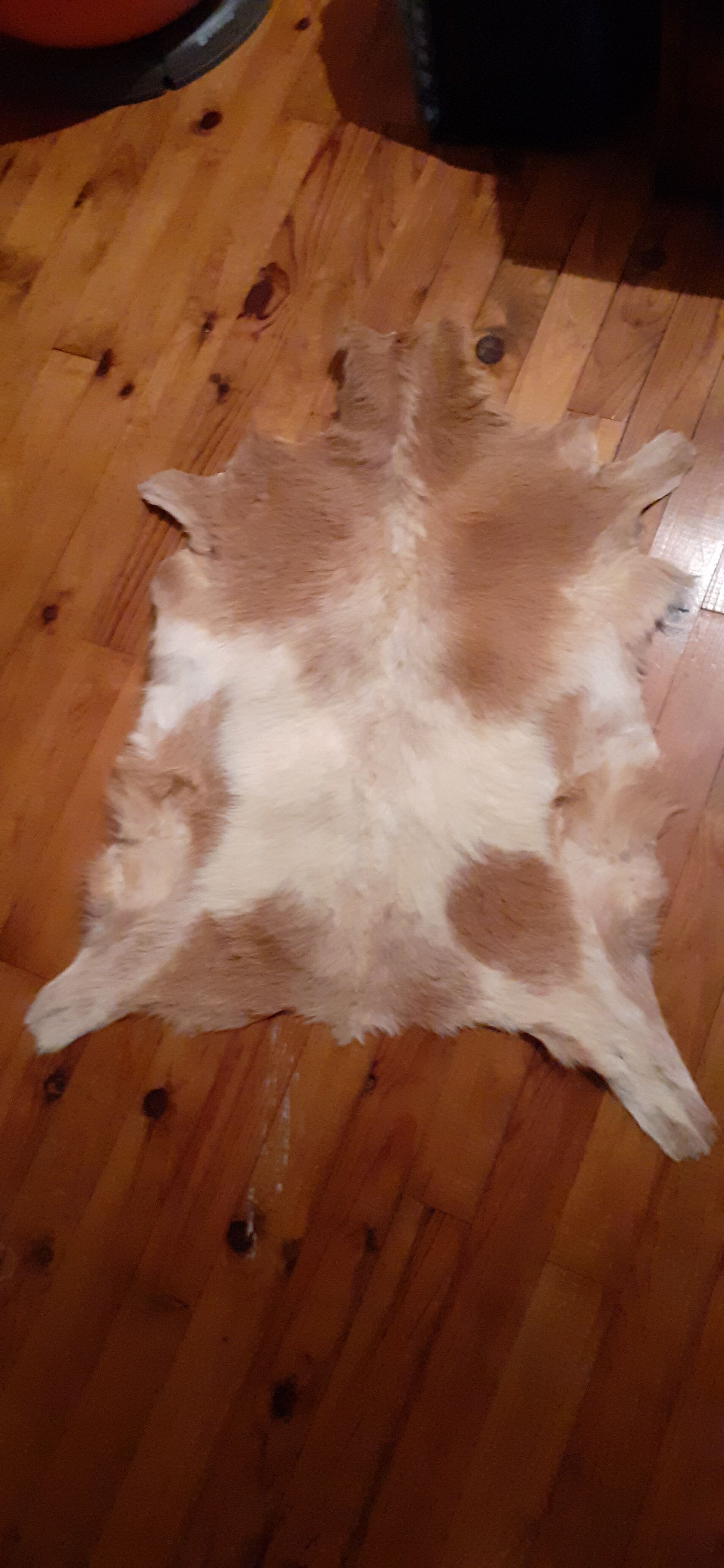 New goatskin