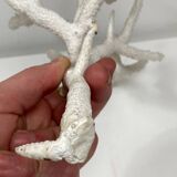 Branche de corail blanc
