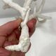 White coral branch