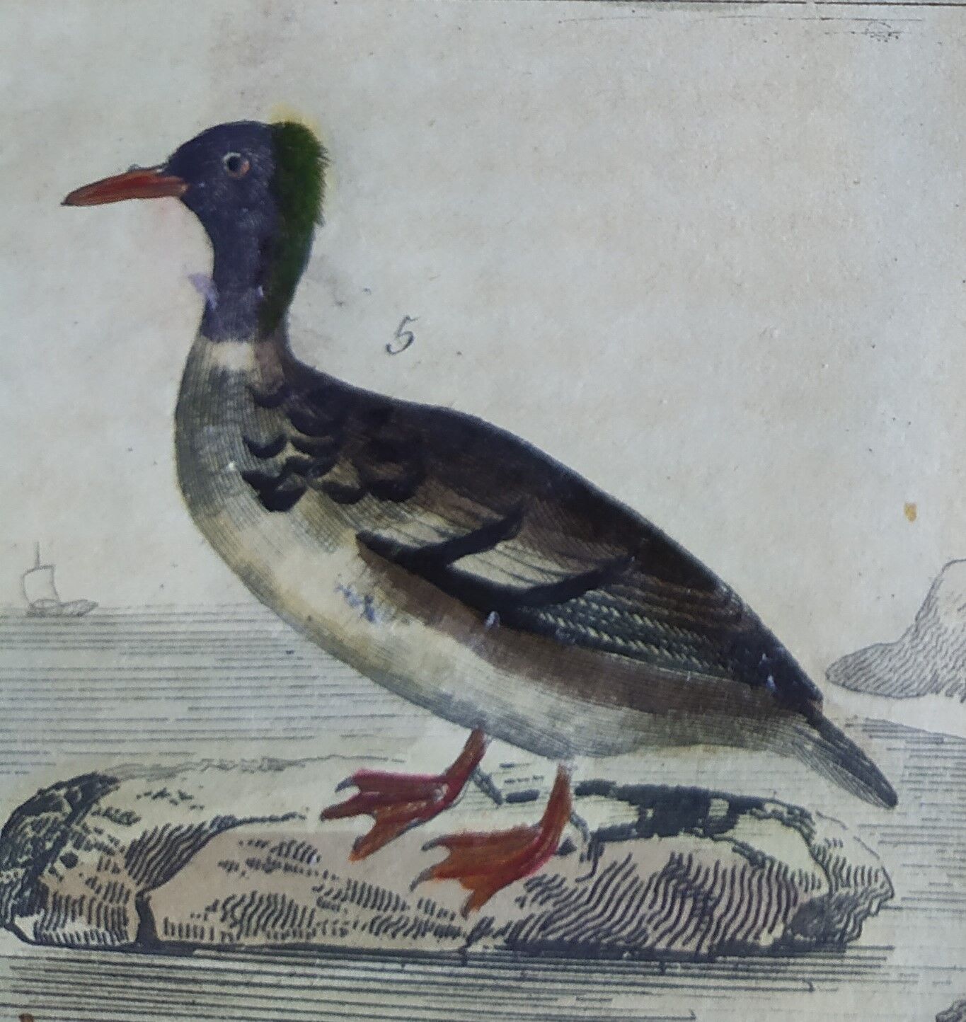 Original ornithological plate " Phalarope ashy - Gray-cheeked hail - &c... Buffon (1837)