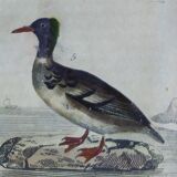 Original ornithological plate " Phalarope ashy - Gray-cheeked hail - &c... Buffon (1837)