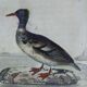 Original ornithological plate " Phalarope ashy - Gray-cheeked hail - &c... Buffon (1837)
