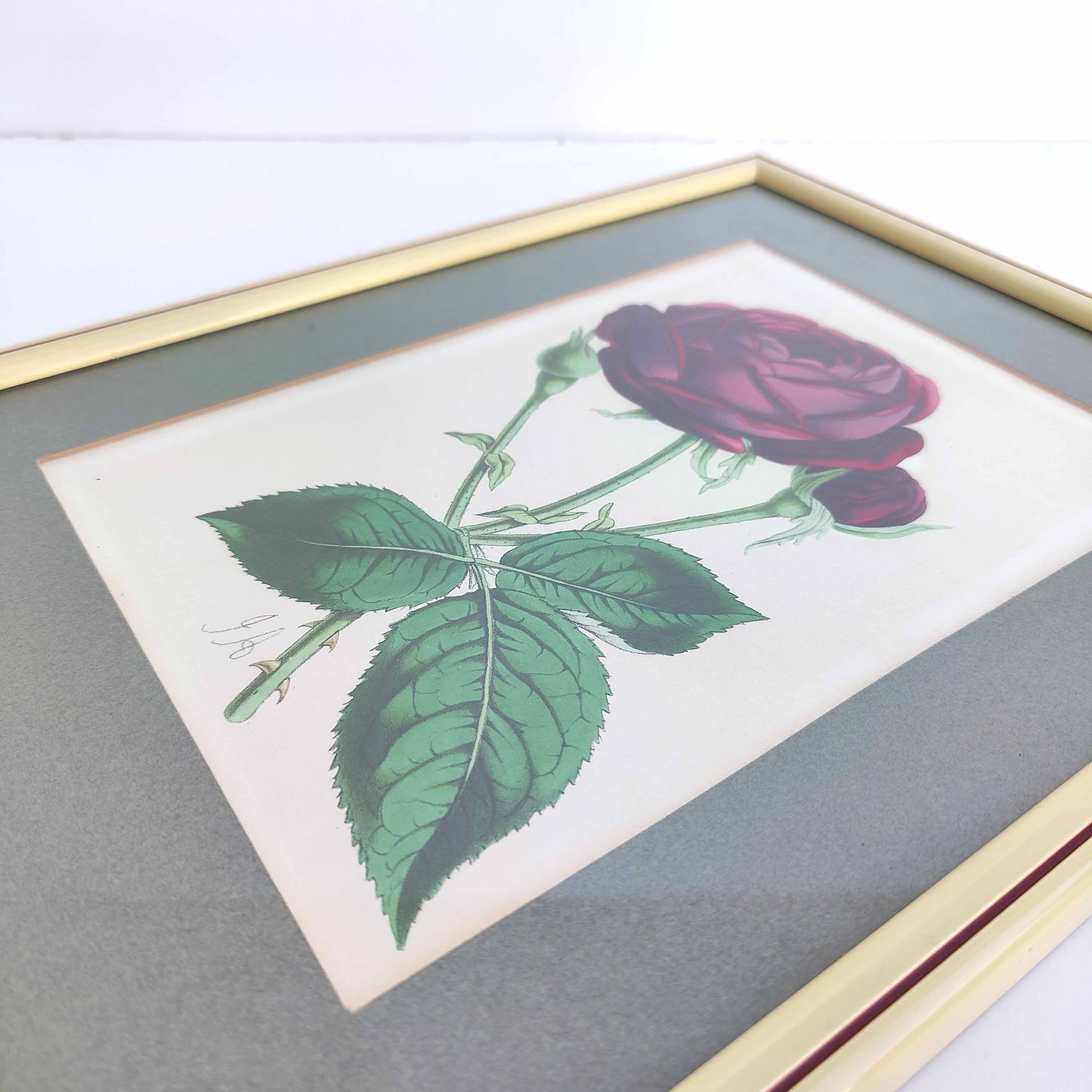Lithograph botanical illustration pink wooden frame