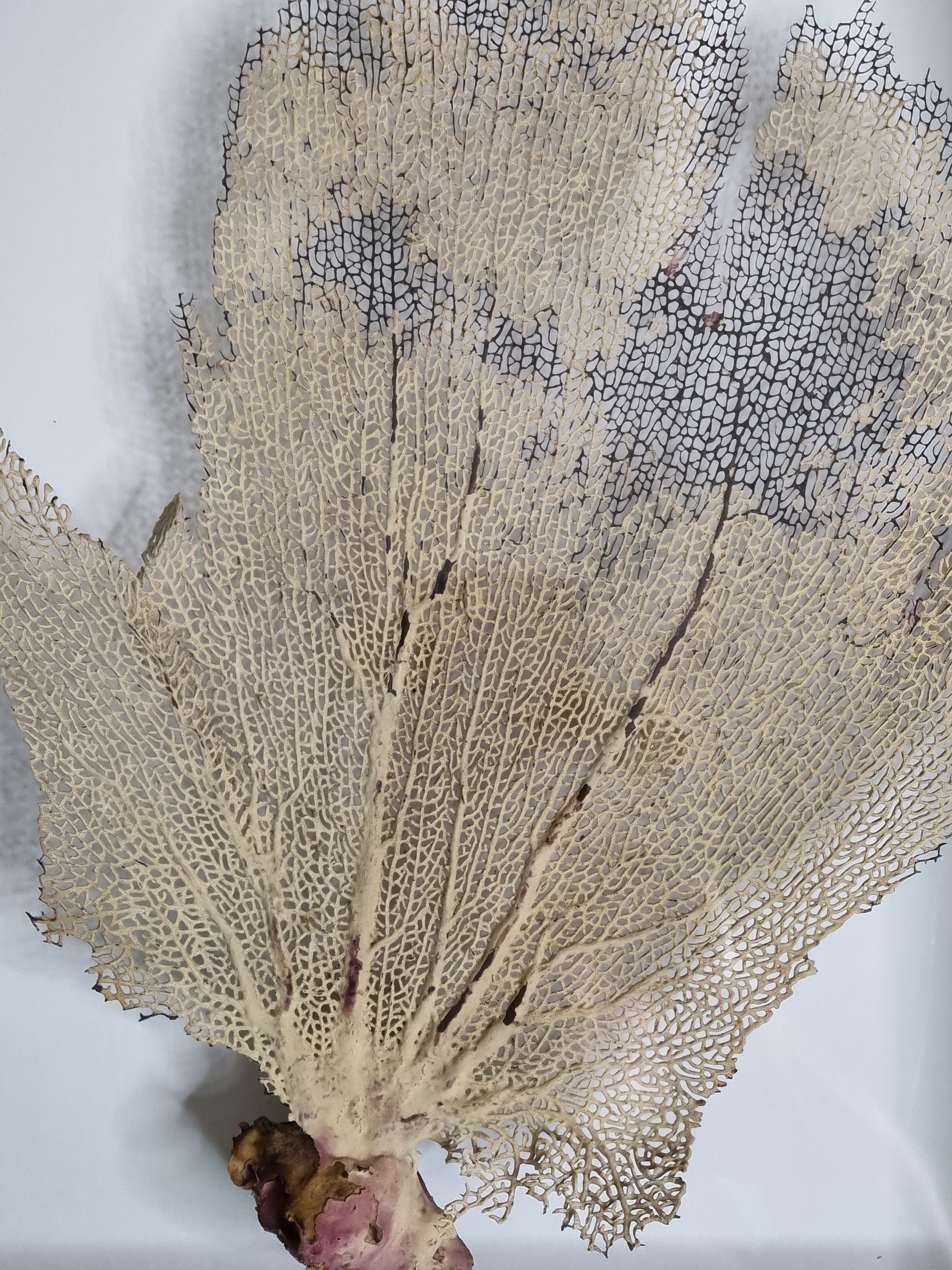 Coral branch old fan, under glass, 50 cm