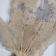 Coral branch old fan, under glass, 50 cm