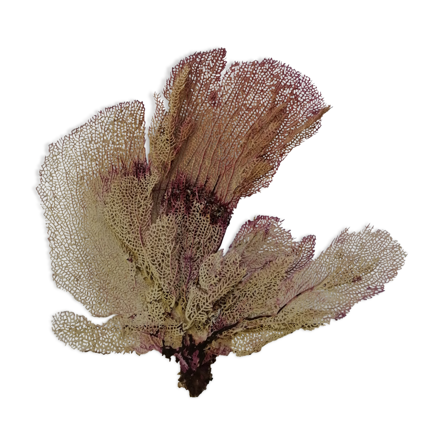 Ancient gorgon coral