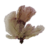 Ancient gorgon coral