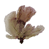 Corail gorgone ancien
