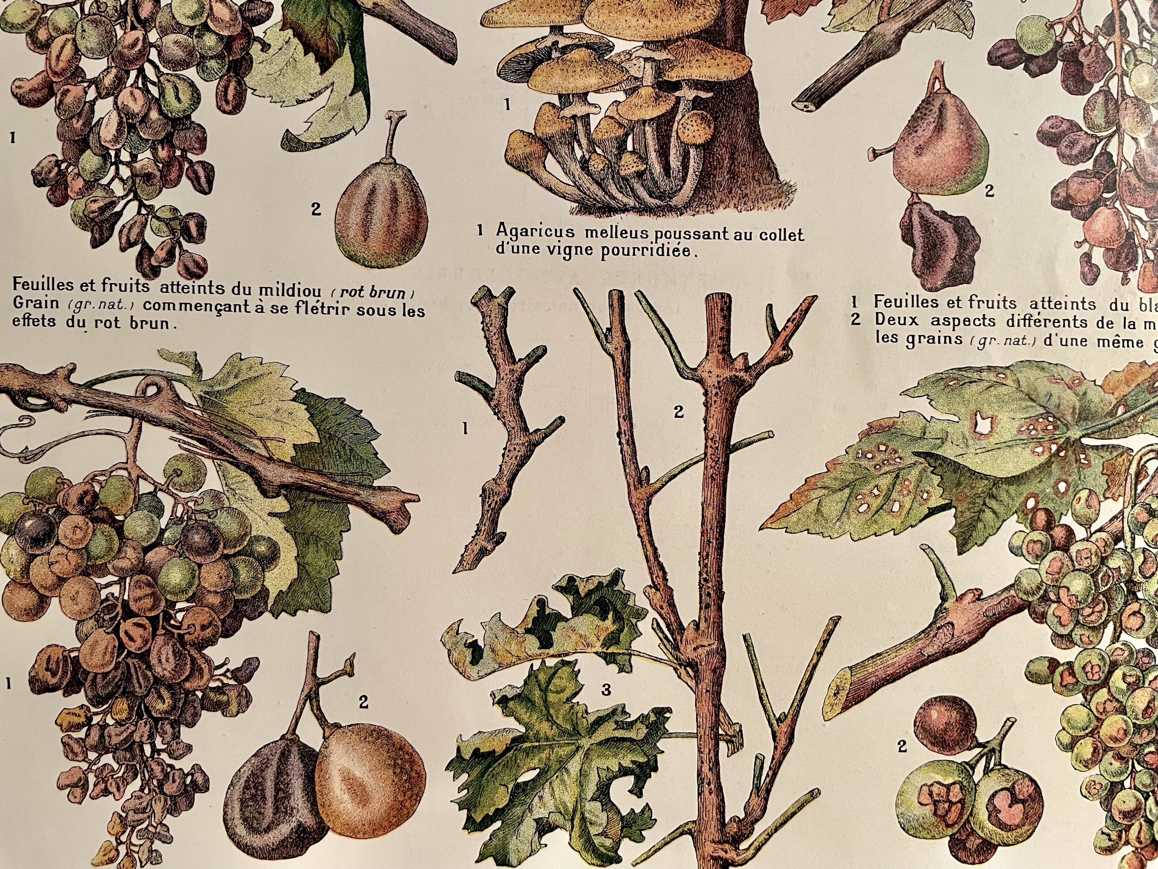 Lithographie sur la vigne de 1921 (XXIX)